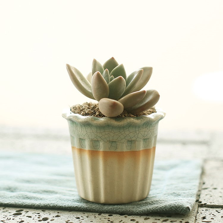 Succulent flowerpot furniture indoor potted plants