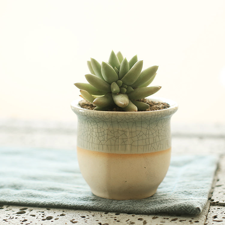 Succulent flowerpot furniture indoor potted plants